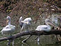 Pelican frise, Pelecanus crispus (ord Pelecaniformes) (fam Pelecanides) (Photo F. Mrugala) (07)